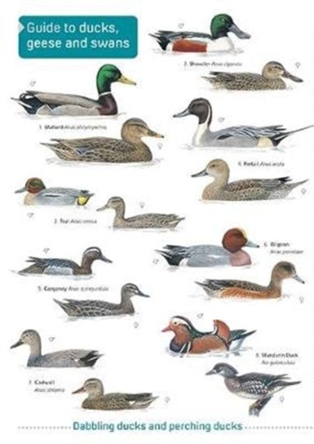 Ducks, Geese and Swans-9781908819444
